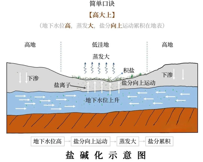 【地理探究】 什么是盐渍化？ 被海风“驯养”的树__财经头条