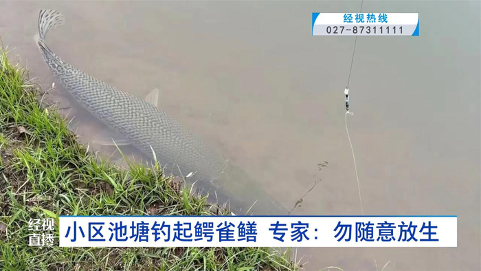 小区池塘钓起鳄雀鳝专家勿随意放生