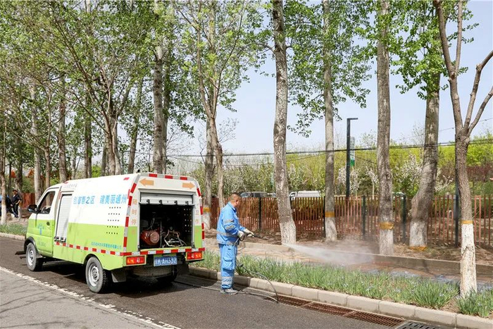 不飞絮杨柳雄株来了北京科学推进杨柳飞絮综合防治