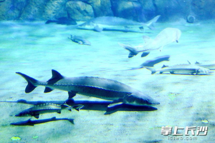 6尾来自长江所的中华鲟落户长沙海底世界