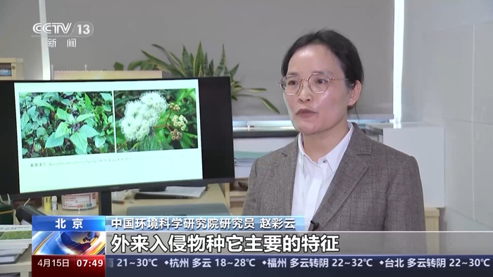 中国热带农科院环境与植物保护研究所研究员 范志伟:薇甘菊的种子有