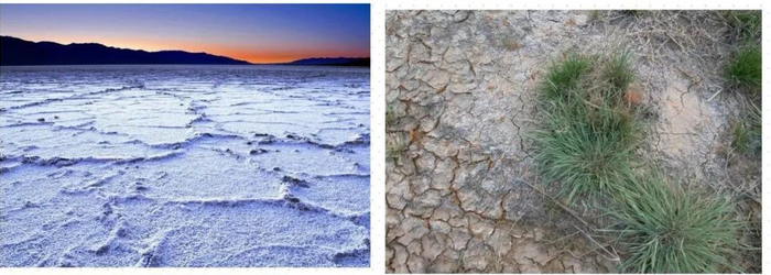 【地理探究】 什么是盐渍化? 被海风“驯养”的树__财经头条