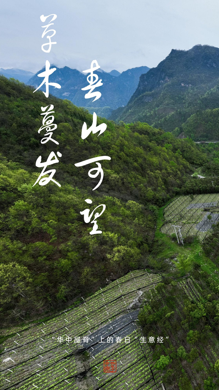 四季中国|草木蔓发 春山可望:"华中屋脊"上的春日"生意经"|天麻