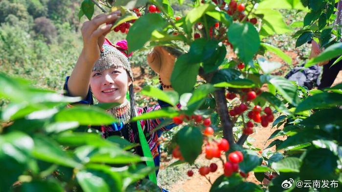 红了红了!去楚雄武定吃樱桃啦