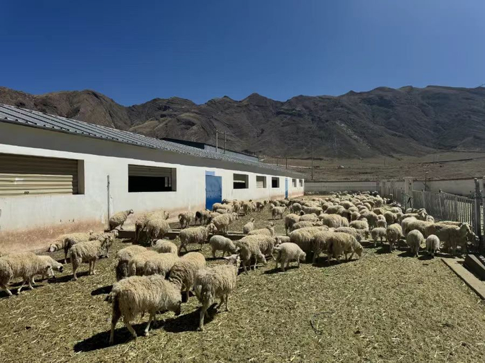 拉萨彭波半细毛羊种质资源获自治区级保护|彭波|细毛羊|保种场_新浪