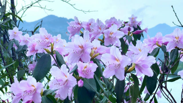 新鲜直拍双牌阳明山当晚樱遇上杜鹃惊艳了这个春天