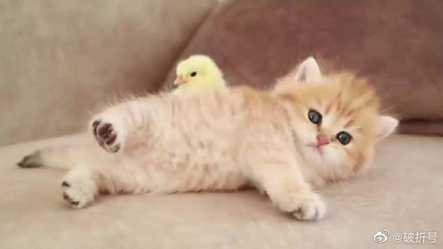 小奶猫和小黄鸡frontfacingbabychick一起睡觉觉简直可爱化了