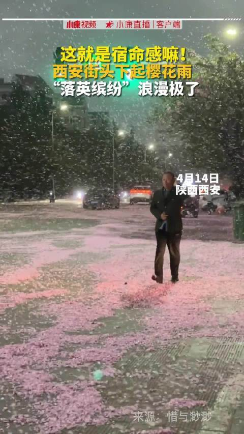 宿命感拉满了西安街头下起樱花雨太浪漫了