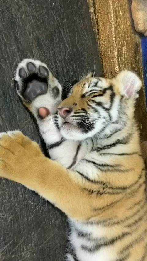 小老虎睡觉的姿势超可爱小嘴巴一动一动像是梦见吃奶的快乐早安