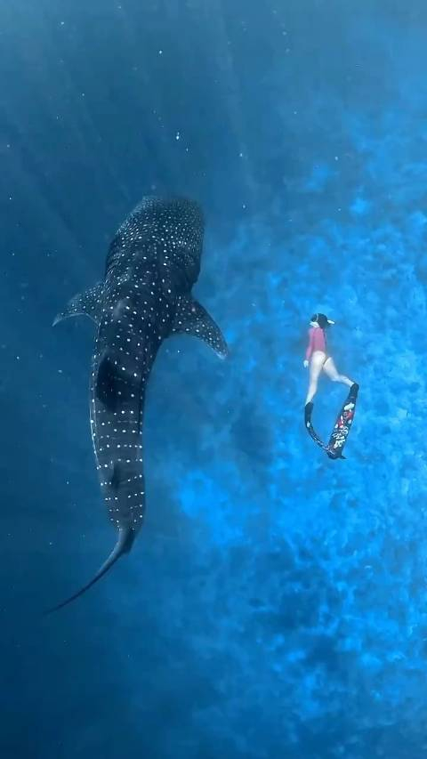 鲸鲨被称为温柔的巨人是世界上最大的鱼类