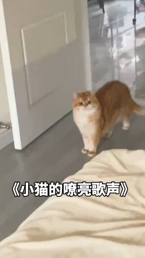 歌唱家土豆新作一首简单的小猫歌听懂掌声
