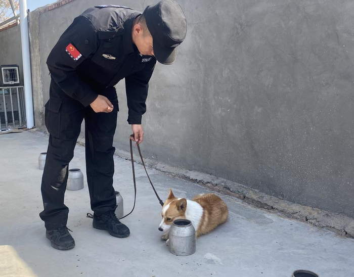 一只警犬带火一座城柯警福仔从萌宠到搜爆精英的逆袭之路