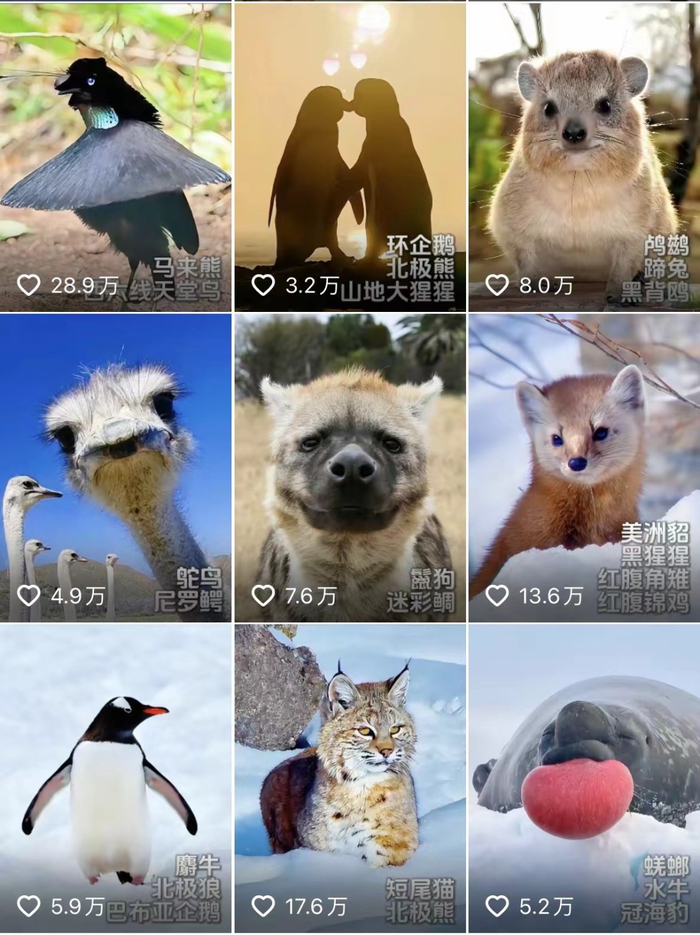 ▲抖音账号：苏尧的动物园。
