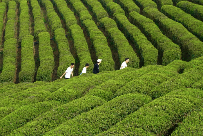 △螺蛳壳茶山，图自小红书网友@毛毛子
