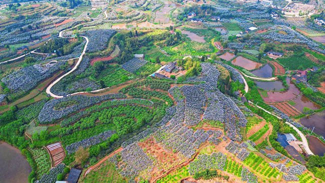 自贡荣县第四届枇杷文旅季将于4月19日举行|新桥|荣县|枇杷_新浪新闻