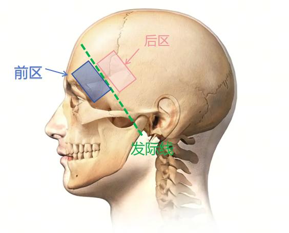 颅顶位置图片图片