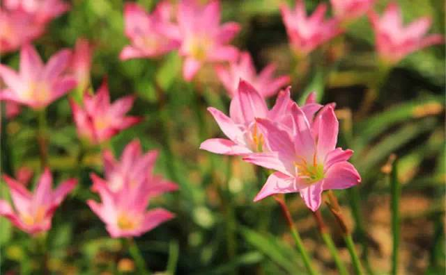 五一带孩子郊游教他认识一下路边常见的98种植物吧建议收藏