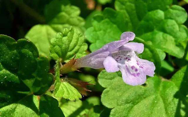 (建议收藏)|禾本科|别名|菊科_新浪新闻
