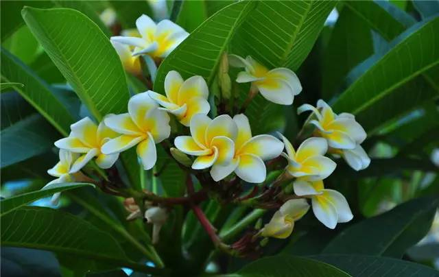 (建议收藏)|禾本科|别名|菊科_新浪新闻