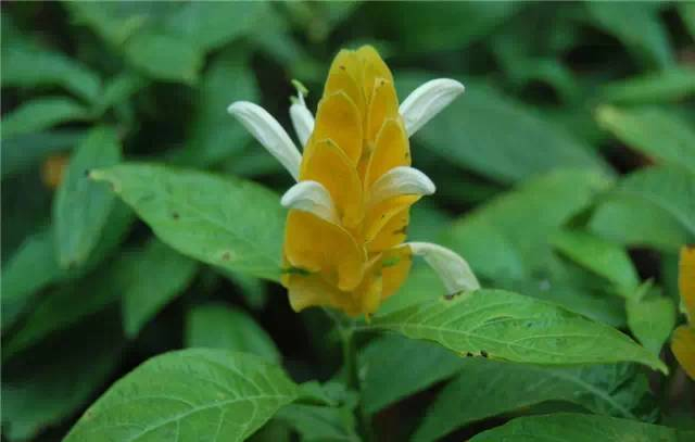 58金樱子蔷薇科蔷薇属,别名:糖罐子,刺头,倒挂金钩,黄茶瓶.