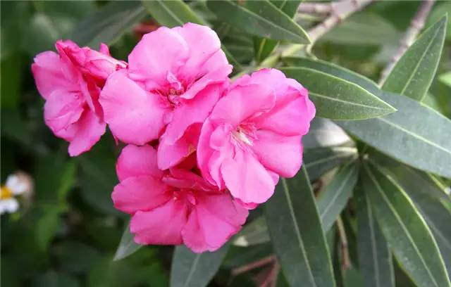 (建议收藏)|禾本科|别名|菊科_新浪新闻