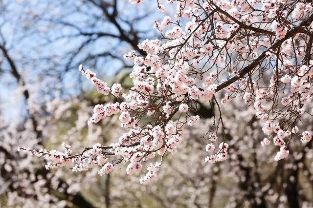 呼和浩特赏花季来啦音乐会白日焰火萌龙炸街特色美食一大波活动等你来
