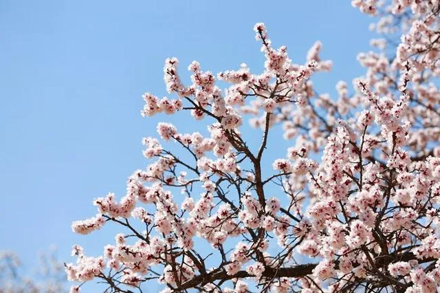 呼和浩特赏花季来啦音乐会白日焰火萌龙炸街特色美食一大波活动等你来