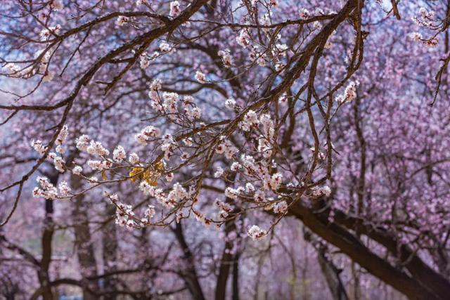 音乐会,白日焰火,萌龙炸街,特色美食……一大波活动等你来!