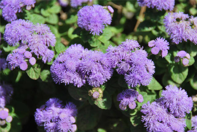 (建议收藏)|禾本科|别名|菊科_新浪新闻