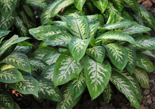 (建议收藏)|禾本科|别名|菊科_新浪新闻