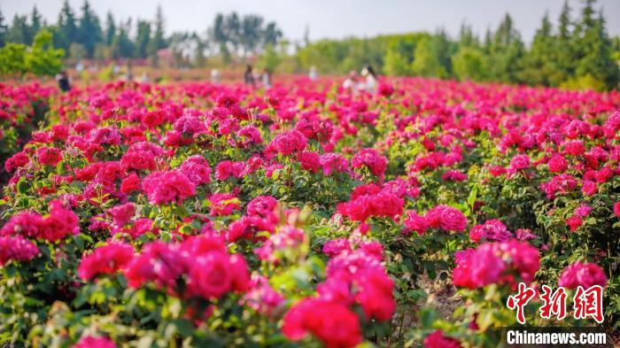 云南大学玫瑰盛放 游人解锁"花式浪漫"|李哲|玫瑰园|云南大学_新浪