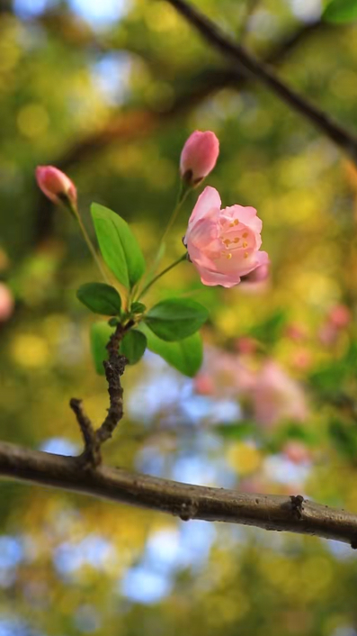 人随春好花烂漫春与人宜自安然