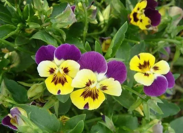(建议收藏)|禾本科|别名|菊科_新浪新闻