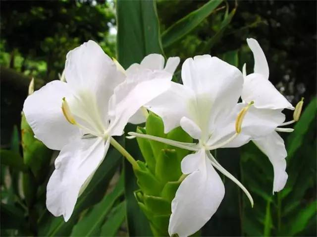 57金苞花爵床科单药花属,别名:艳苞花,花叶爵木,黄虾花,金苞虾衣花 .