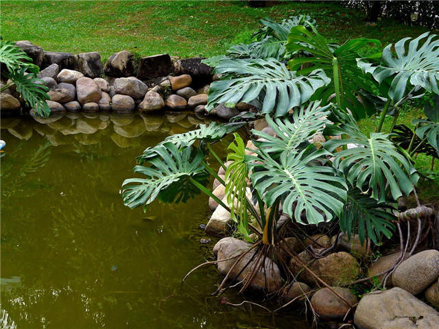 (建议收藏)|禾本科|别名|菊科_新浪新闻