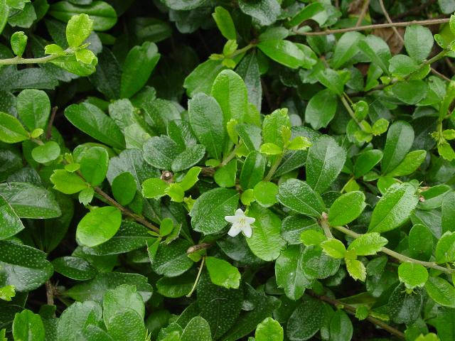 (建议收藏)|禾本科|别名|菊科_新浪新闻