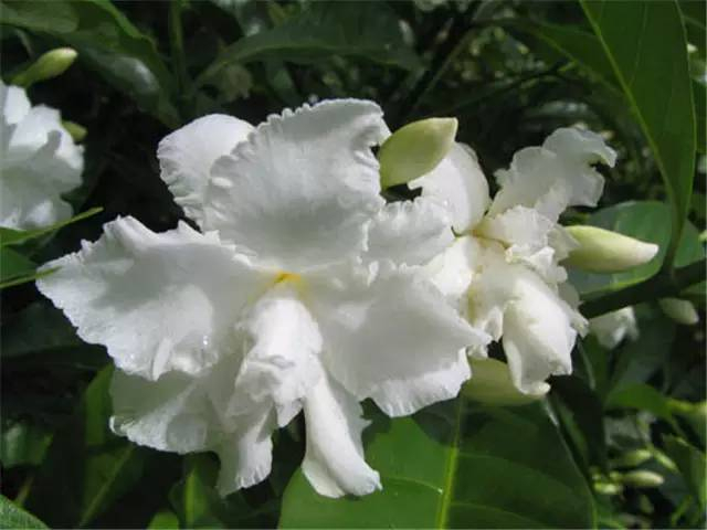 (建议收藏)|禾本科|别名|菊科_新浪新闻