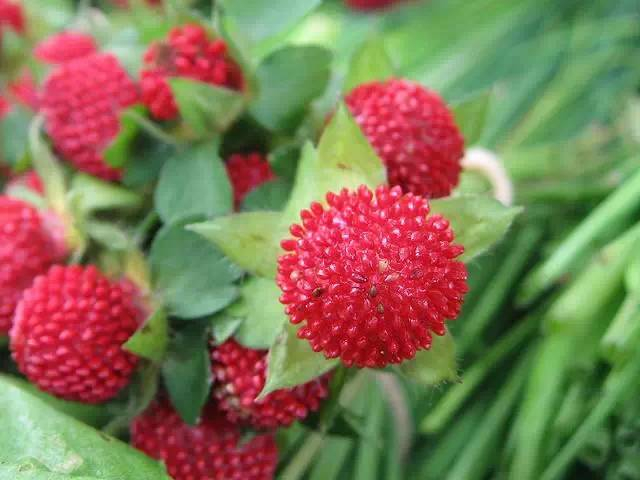 (建议收藏)|禾本科|别名|菊科_新浪新闻