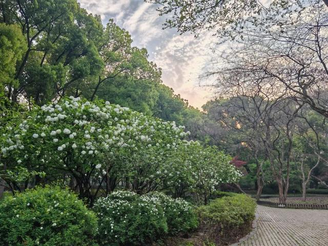 白色浪漫,红色热情……4月的上海中山公园美翻了|中山公园|红枫|红色