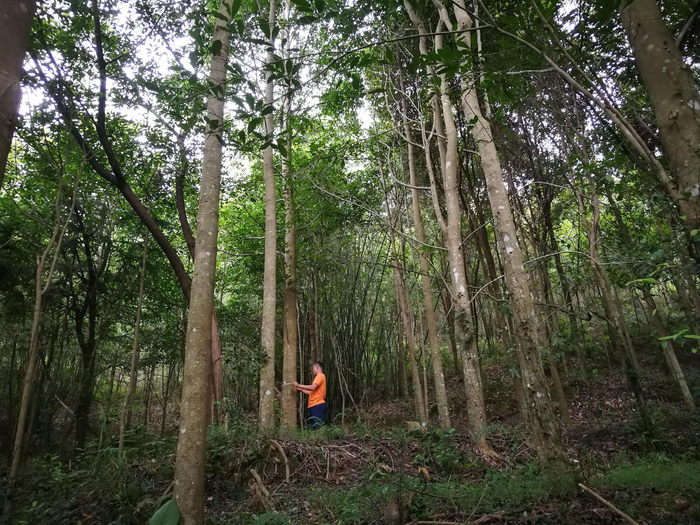 2023年林木品种审定新增35个良种！|广东|广东省|林业|乐昌|樟树市_新浪新闻