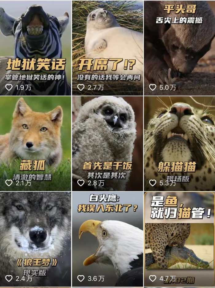 ▲抖音账号：知了解压萌物。