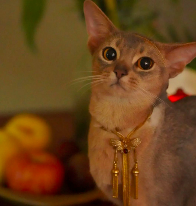 ▲ 节理的猫和她的黄金收藏。图 / 受访者提供