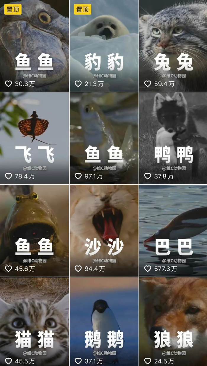▲“维C动物园”的抖音主页。