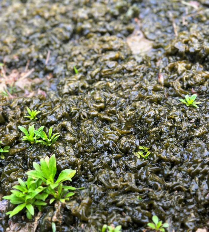 江西雨后大量出现!|地皮菜_新浪新闻