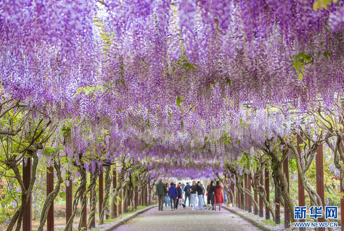 最美四月天!紫藤长廊"浪漫"上线