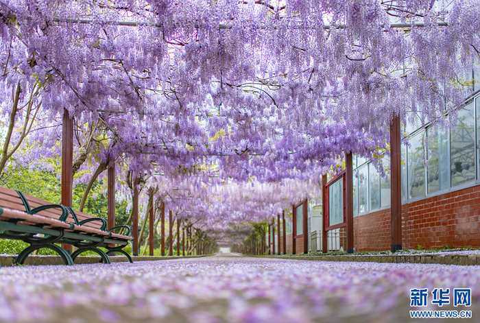 紫藤长廊"浪漫"上线|瀑布_新浪新闻