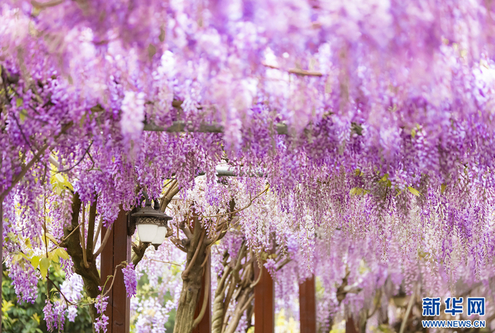 最美四月天!紫藤长廊"浪漫"上线