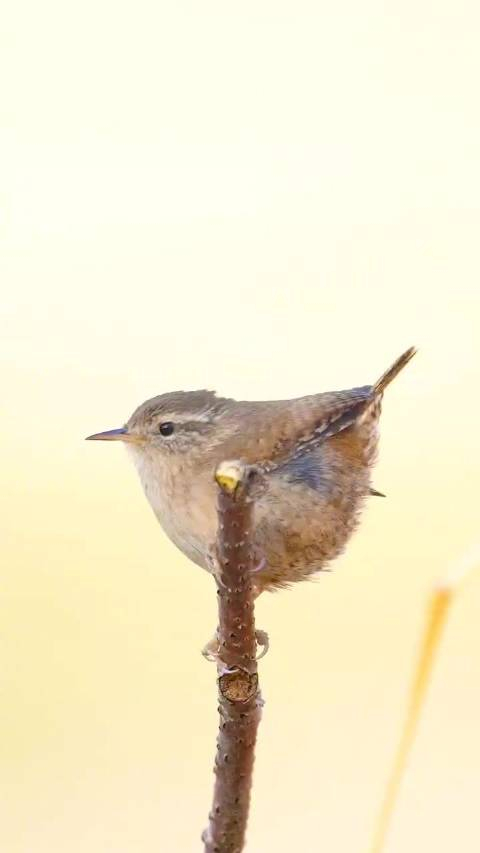 鹪鹩jiāoliáo鸟的演唱会