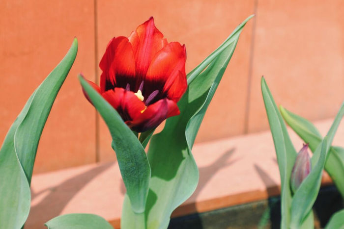 ▲图源：〔萨拉瓦〕郁金香