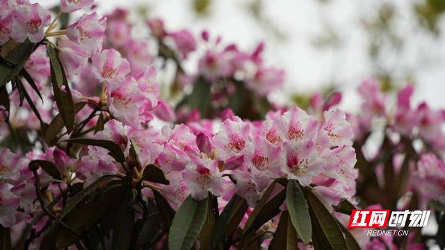 湖南莽山杜鹃花季节图片